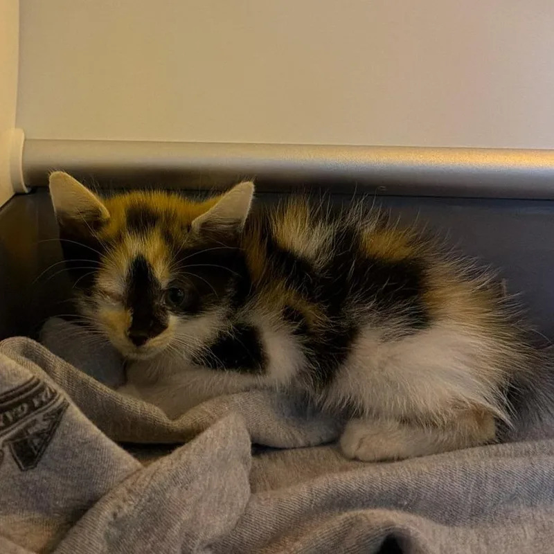 A baby small-sized female Domestic Short Hair cat named Eve for adoption in Pauls Valley, OK