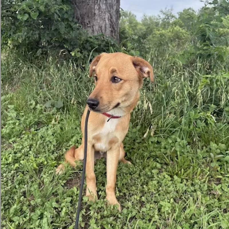 A young medium-sized male Golden Terrier dog named Chips for adoption in Norwalk, CT