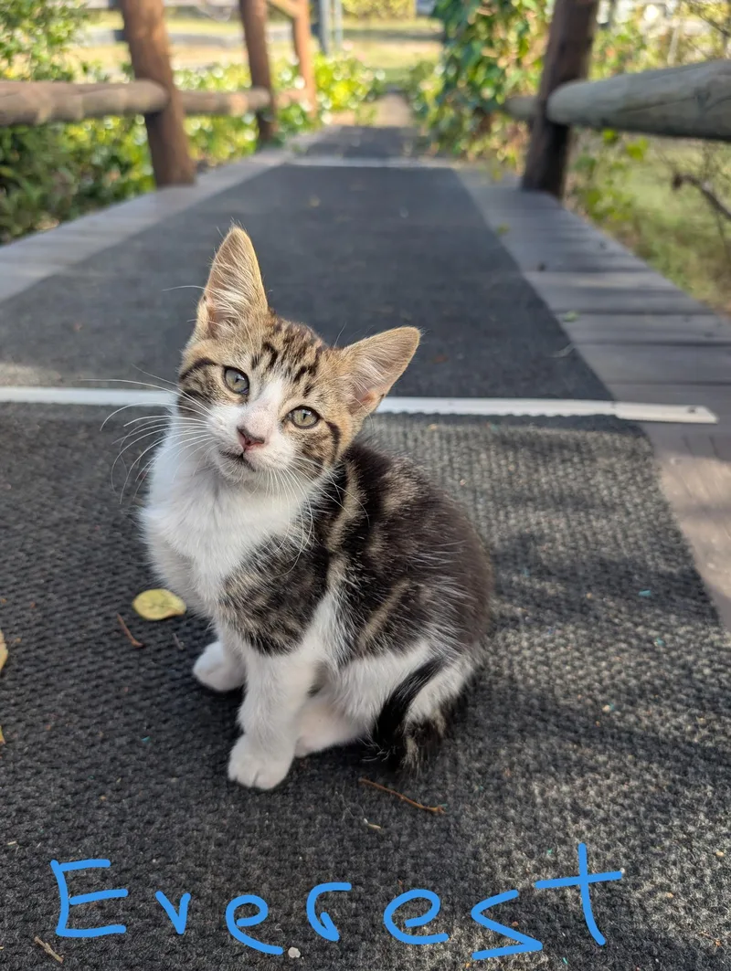 A baby medium-sized male Domestic Short Hair cat named Everest for adoption in Reddick, FL