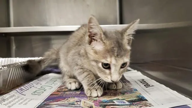 A baby medium-sized female Domestic Short Hair cat named Poppy Seed for adoption in Aurora, IL