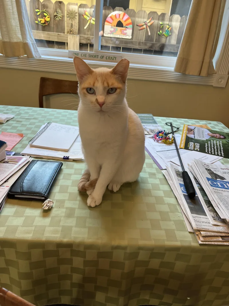 An adult medium-sized female Flame Point American Shorthair cat named Eclipse for adoption in Vacaville, CA