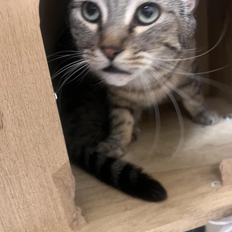 An adult small-sized male Brown / Chocolate Domestic Short Hair cat named Mcchicken for adoption in Las Vegas, NV