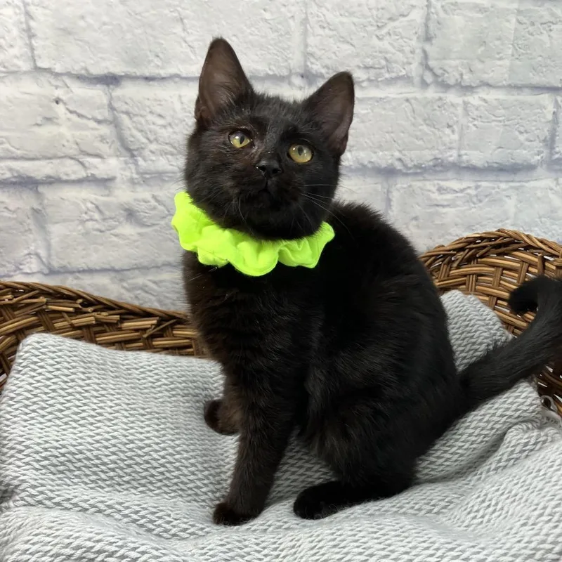 Cappuccino thumbnail 3