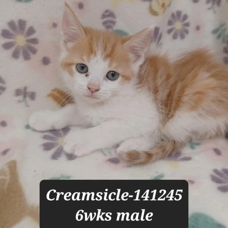 A baby small-sized male Domestic Short Hair cat named Creamsicle for adoption in New Tazewell, TN