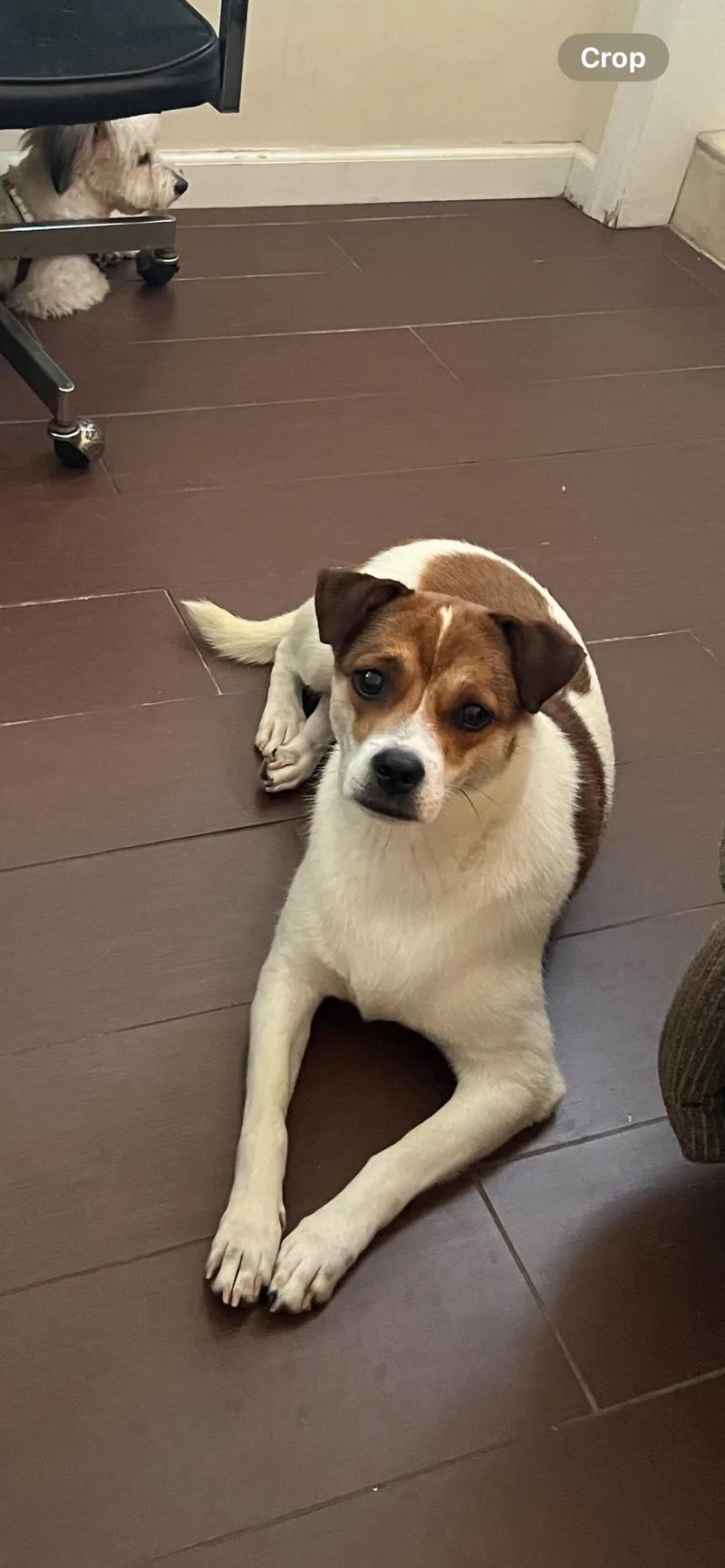 A young medium-sized female Hound dog named Lola for adoption in Albertson, NY
