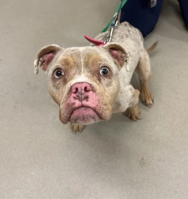 A young small-sized female Pit Bull Terrier dog named Zoey for adoption in Millersville, MD