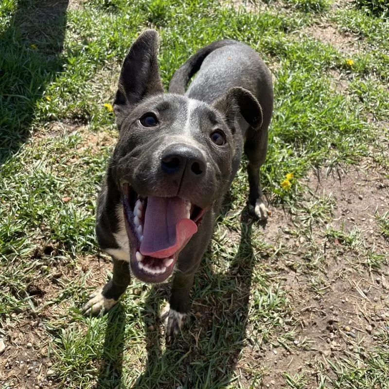 A baby small-sized male Black Mixed Breed dog named Gino for adoption in West Des Moines, IA