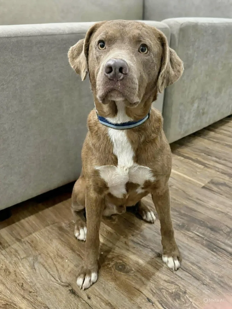 An adult large-sized male Terrier dog named Sebastian for adoption in Manchester, CT