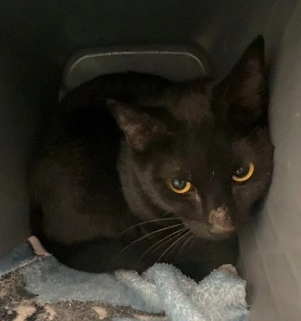 An adult medium-sized female Black Domestic Short Hair cat named Paisley for adoption in Katy, TX