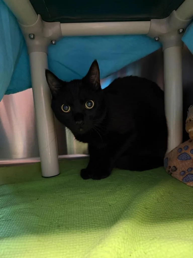 A young medium-sized male Domestic Short Hair cat named Angus for adoption in Chico, CA