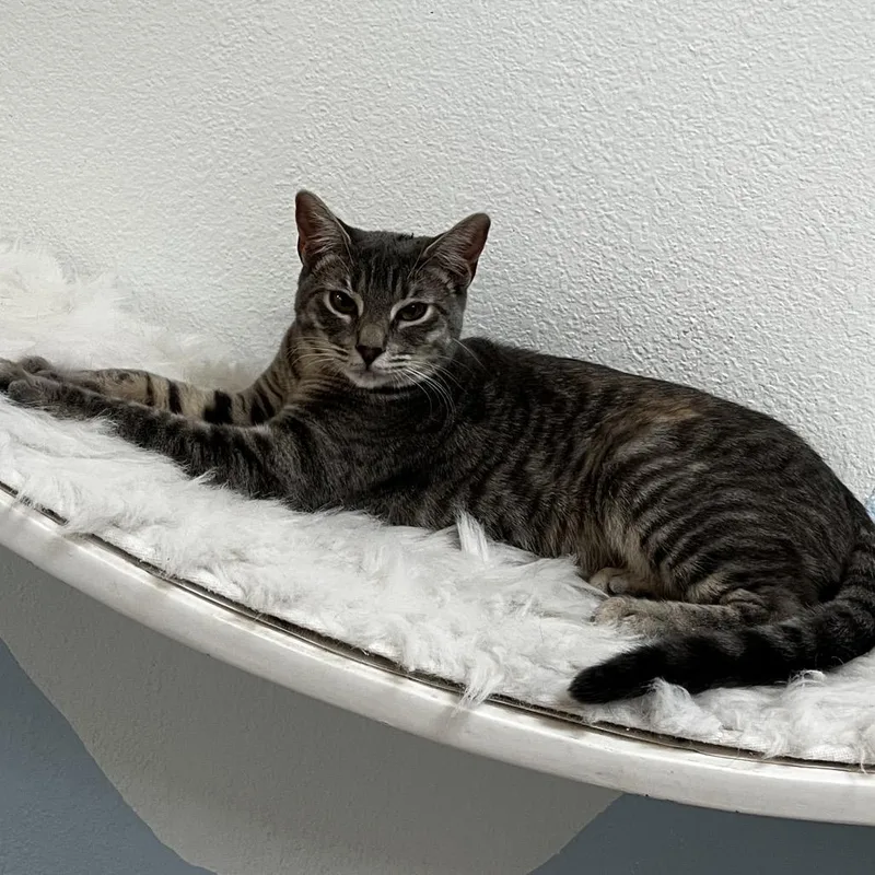 A young small-sized female Gray / Blue / Silver Domestic Short Hair cat named Thumper for adoption in Yucca Valley, CA
