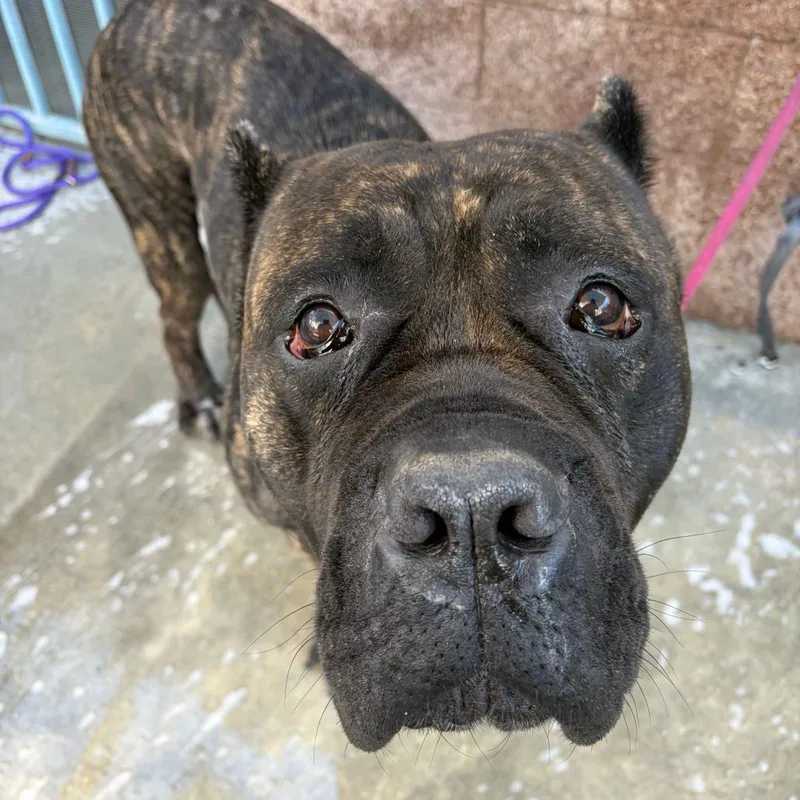 An adult extra large-sized male Cane Corso dog named Nino for adoption in Los Angeles, CA