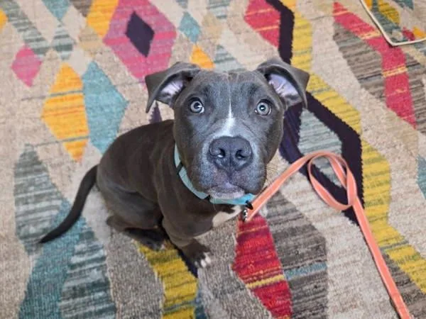 A young medium-sized female Pit Bull Terrier dog named Tangy Fruit Smile for adoption in Millersville, MD