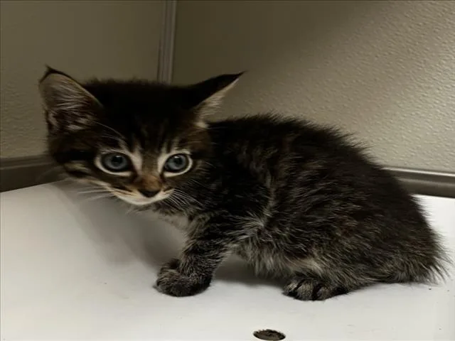 A baby small-sized male Domestic Short Hair cat named Bart for adoption in Tracy, CA