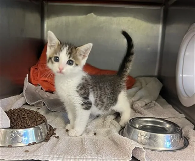 A baby small-sized female Domestic Short Hair cat named Tinkerbell for adoption in Rancho Cucamonga, CA