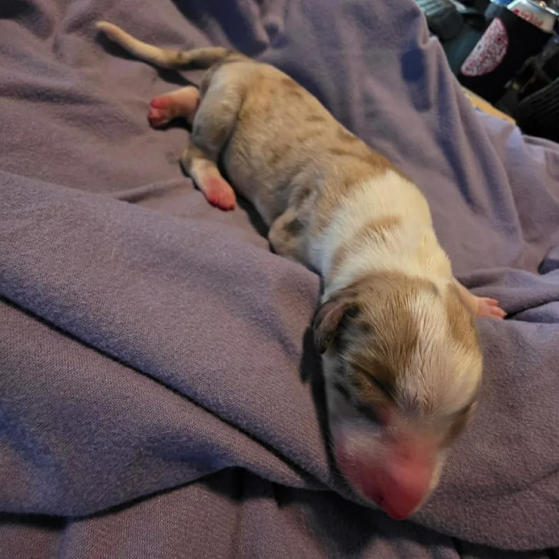 A baby small-sized female Red / Chestnut / Orange Australian Shepherd dog named TNGCStray for adoption in Pulaski, TN
