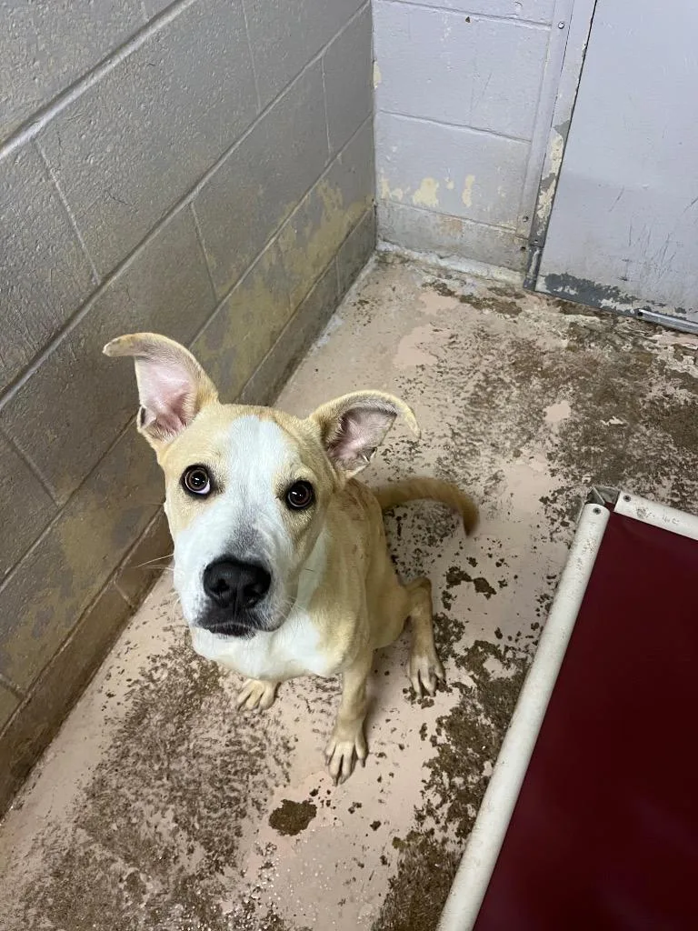 A baby medium-sized female Boxer dog named Biscotti for adoption in Troy, OH