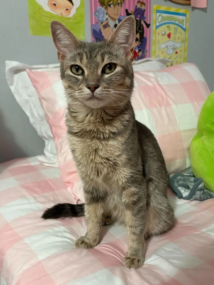 An adult medium-sized female Domestic Short Hair cat named Posie for adoption in Milltown, NJ