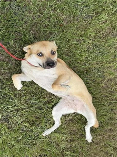 An adult large-sized female Labrador Retriever dog named A for adoption in Houston, TX