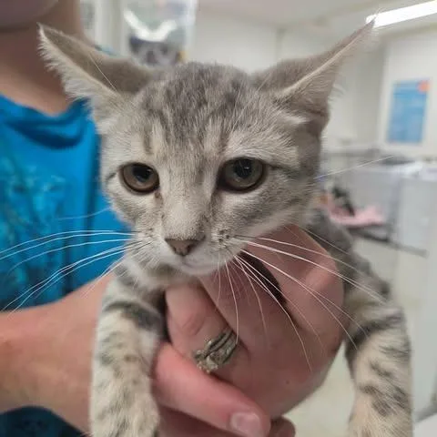 A baby small-sized female Gray / Blue / Silver Domestic Short Hair cat named Bathilda for adoption in Fredericksburg, VA