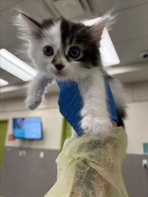 A baby small-sized female Domestic Long Hair cat named Ivy for adoption in Las Vegas, NV