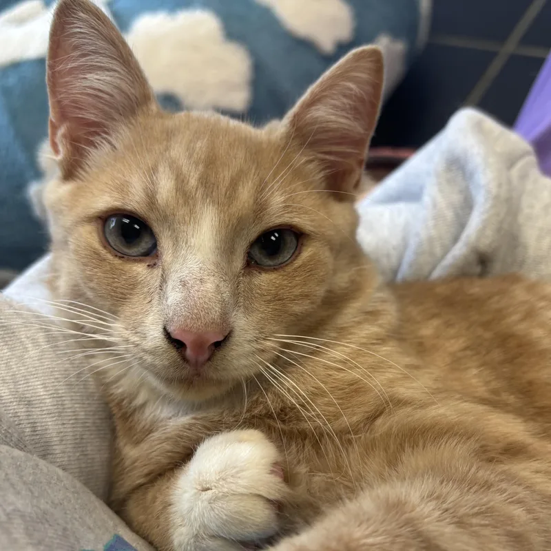 A baby medium-sized male Orange & White Domestic Short Hair cat named Tom for adoption in Fall River, MA