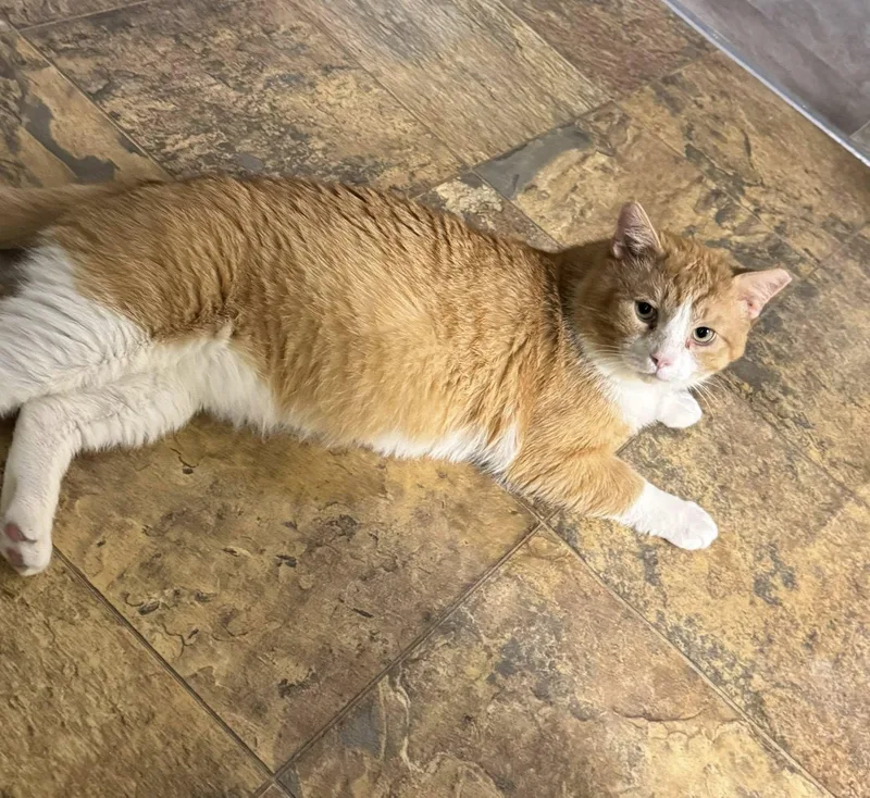An adult large-sized male Orange & White Domestic Short Hair cat named Ranger for adoption in Webster, NY