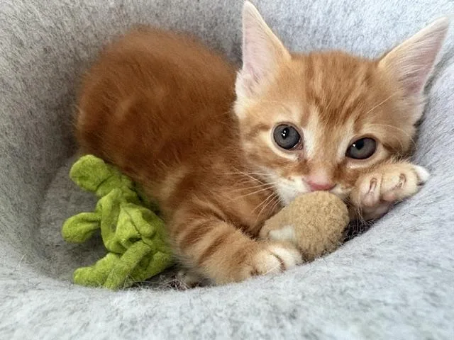 A baby medium-sized male Tabby (Orange / Red) Tabby cat named Tucker for adoption in Grand Rapids, MI