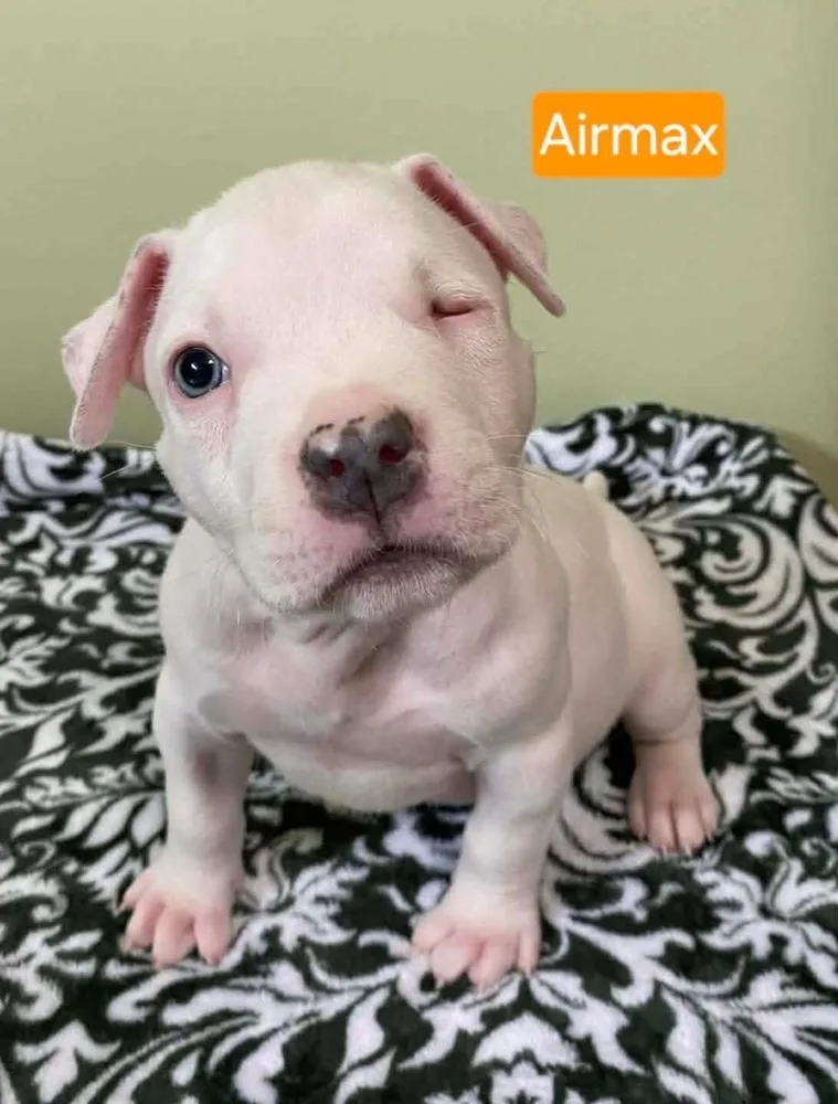 A baby medium-sized male White / Cream Pit Bull Terrier dog named Airmax for adoption in Pottstown, PA