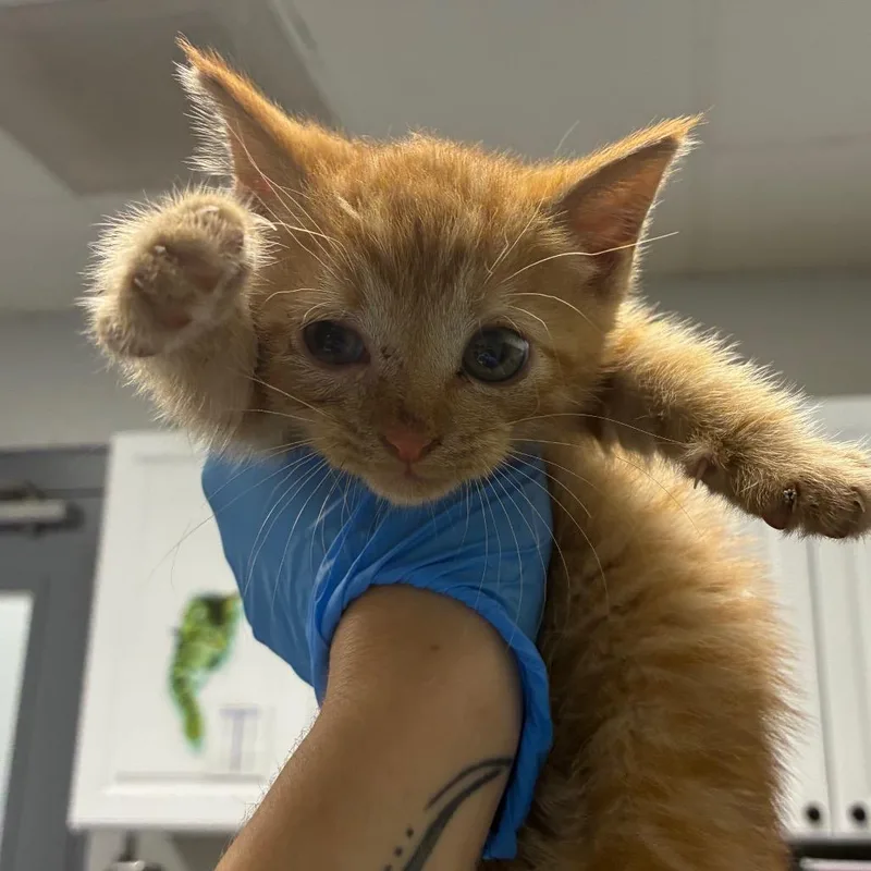 A baby small-sized female Orange / Red Domestic Short Hair cat named Pumpkin for adoption in Greenville, SC