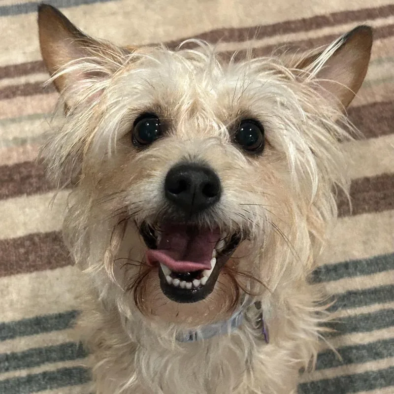 An adult small-sized female Yorkshire Terrier dog named Maggie for adoption in Rockville, MD