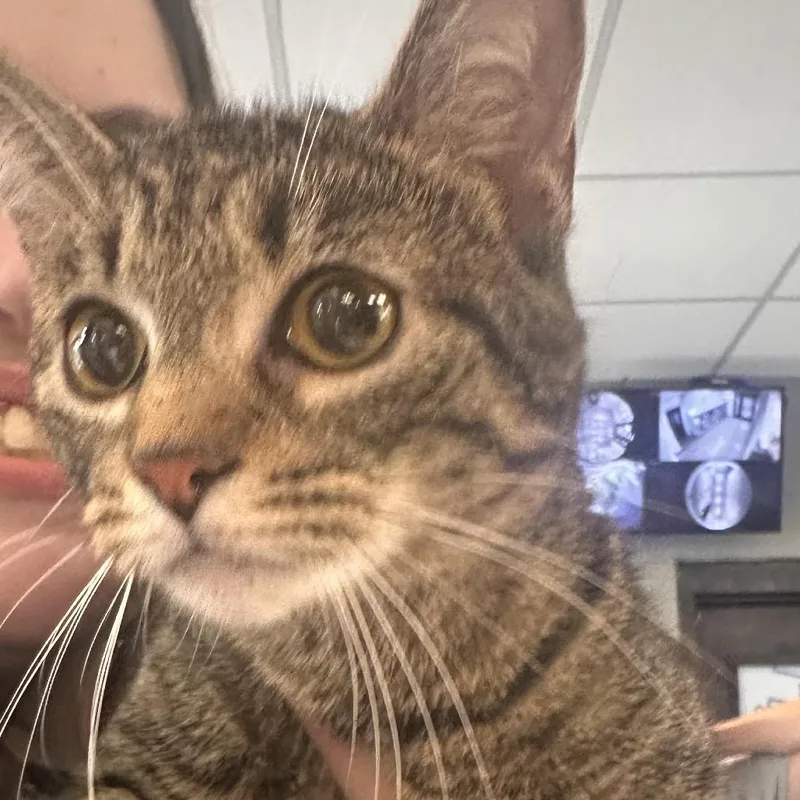 A young medium-sized female Brown / Chocolate Domestic Short Hair cat named Valencia for adoption in Allentown, PA
