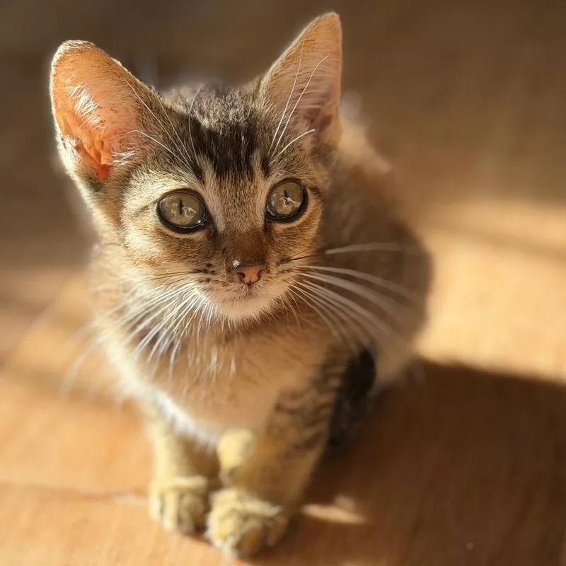 Bosco