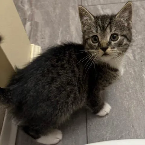 A baby small-sized male Black Domestic Short Hair cat named Mojito for adoption in Lynchburg, VA