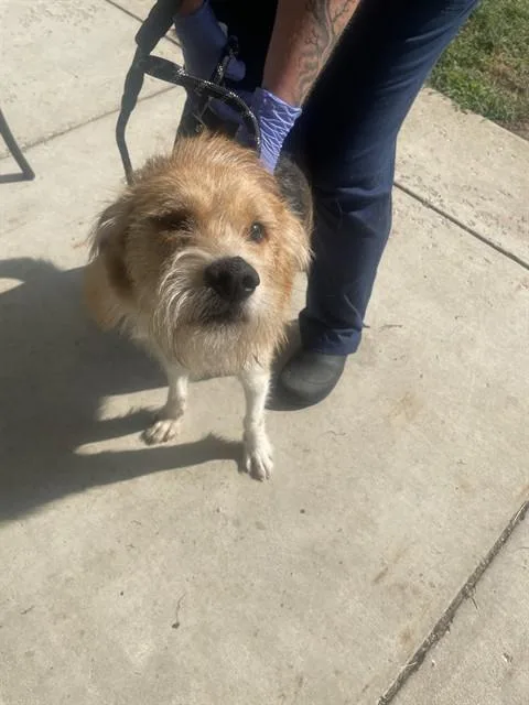 An adult medium-sized male Wirehaired Pointing Griffon dog named Myles for adoption in Upper Marlboro, MD