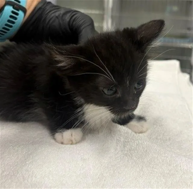 A baby small-sized female Domestic Short Hair cat named Ben for adoption in Camarillo, CA