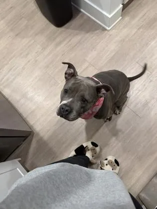 Bebe