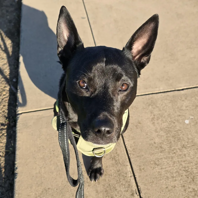 An adult medium-sized female Black Pit Bull Terrier dog named Aspen for adoption in Berkeley, CA