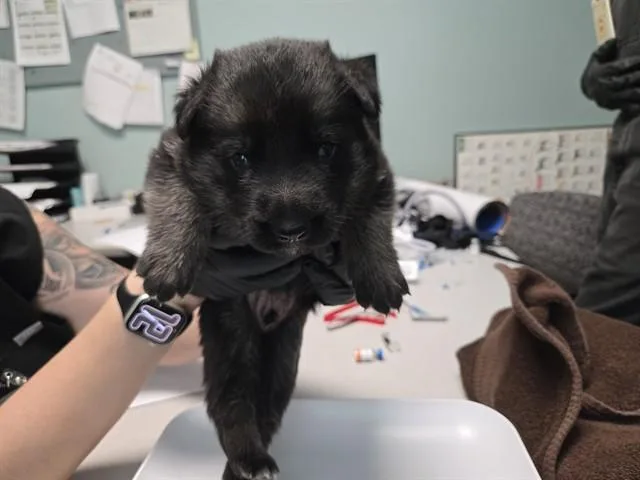A baby small-sized male German Shepherd Dog dog named Hudson for adoption in Antioch, CA