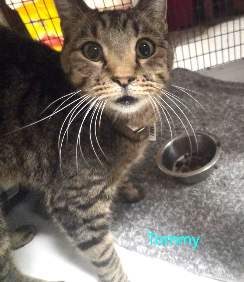 An adult large-sized male Tabby (Brown / Chocolate) Tabby cat named Tommy for adoption in Las Cruces, NM