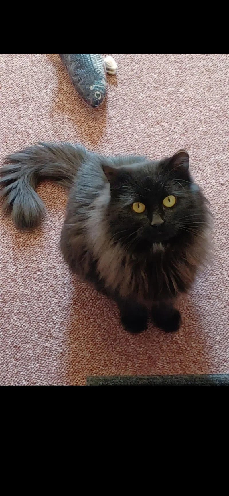 Tortellini thumbnail 2