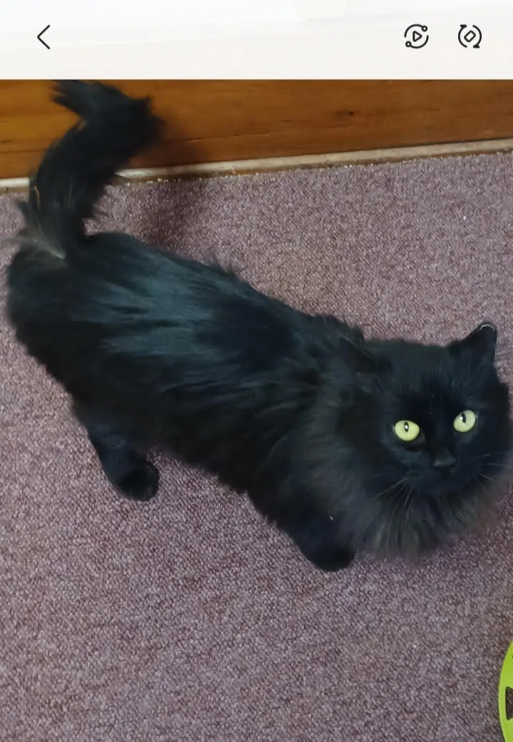 Tortellini thumbnail 3