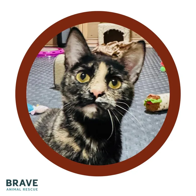 A young medium-sized female Brown / Chocolate Domestic Short Hair cat named Spring for adoption in Lincoln, NE
