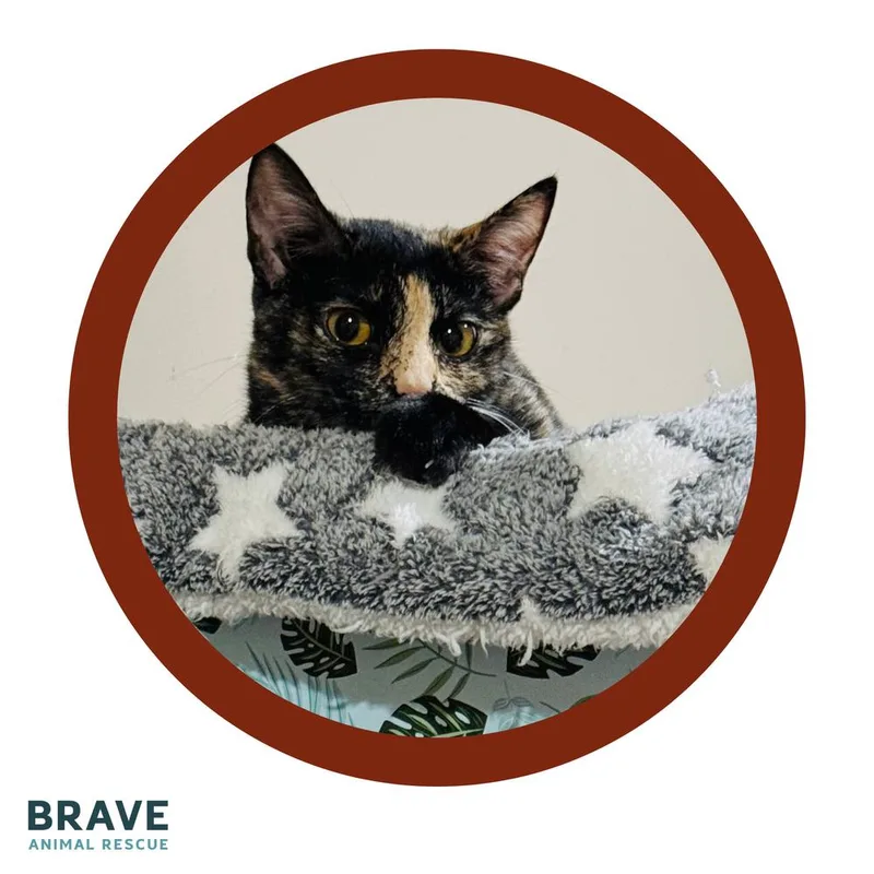 Spring thumbnail 3