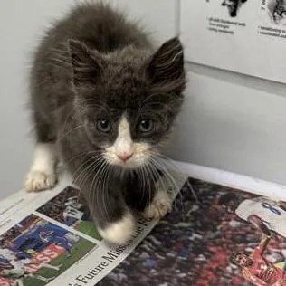 A baby small-sized male Black Domestic Short Hair cat named Tricia for adoption in Jacksonville, FL