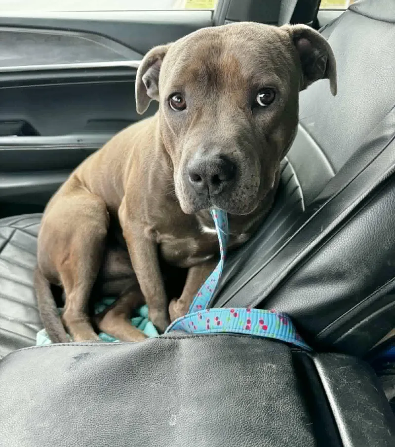 An adult large-sized male Pit Bull Terrier dog named Rio for adoption in Manchester, CT