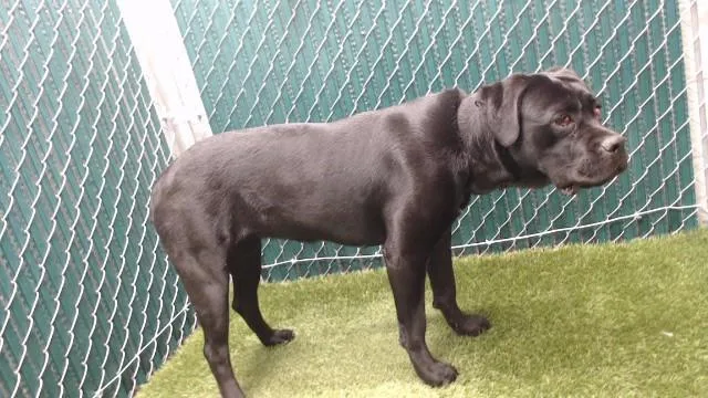 A young medium-sized female Labrador Retriever dog named Norma for adoption in Downey, CA