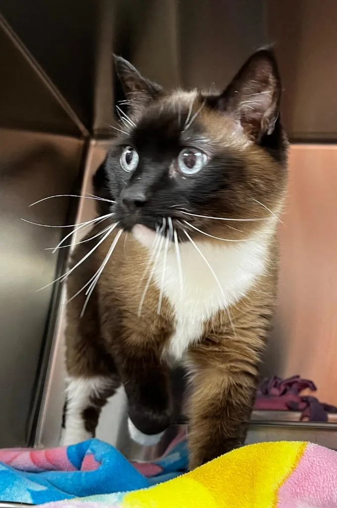 A senior medium-sized male Siamese cat named Nacho for adoption in Logan, UT