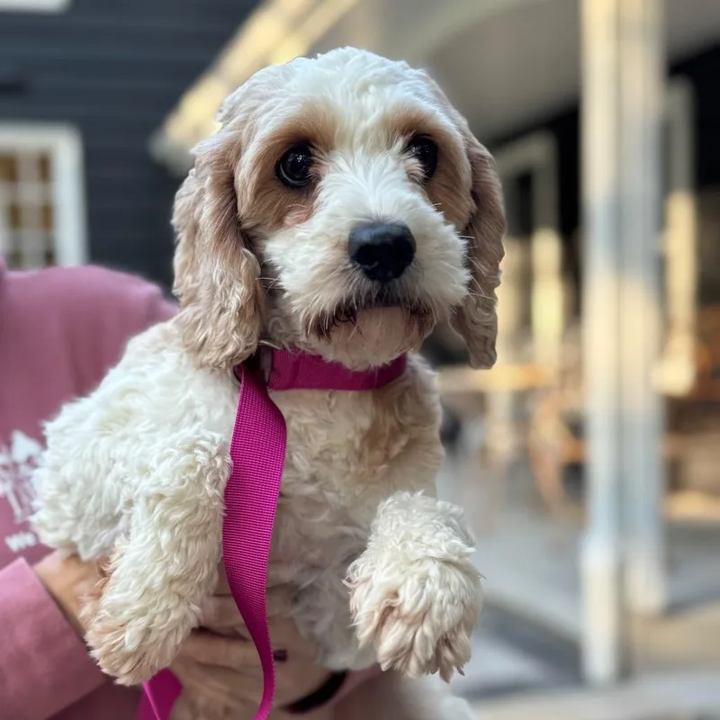 An adult small-sized female Cavalier King Charles Spaniel dog named Venice for adoption in St. Charles, IL