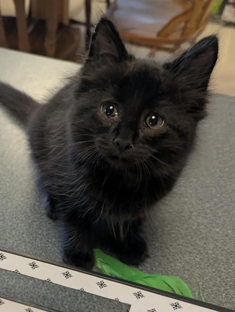 A baby small-sized male Black Domestic Medium Hair cat named Yuno for adoption in WARNER ROBINS, GA
